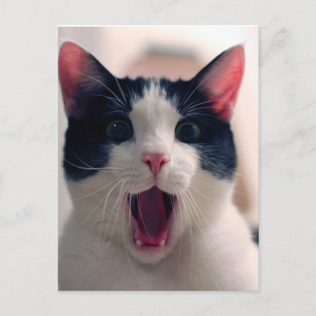Funny Cat Postcard (Front)