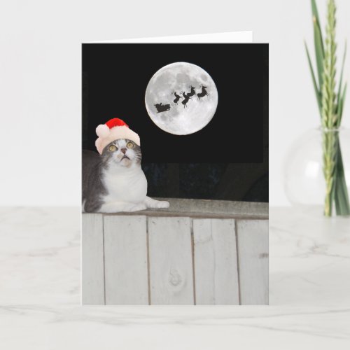 Funny Cat Sees Santa Holiday Card