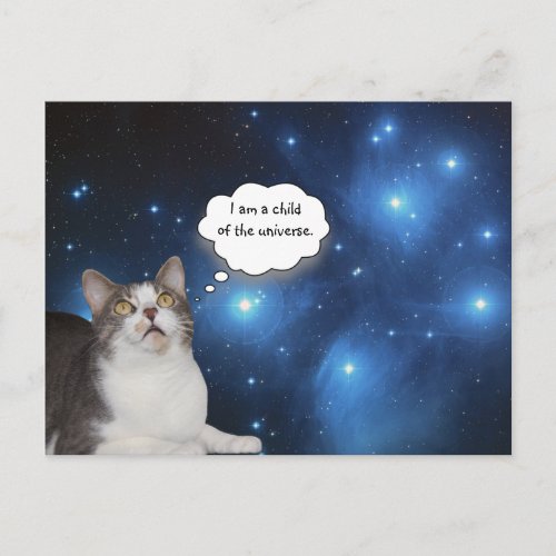 Funny Cat Star Gazer Postcard
