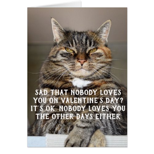 Funny Cat Valentines Day Meme