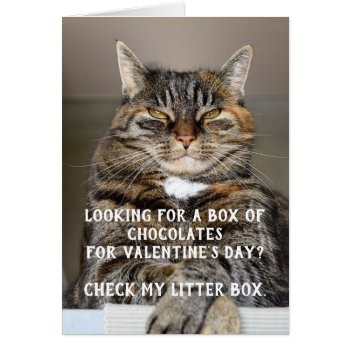 Funny Cat Valentine's Day Meme Anti-valentine by ColorFlowCreations at Zazzle