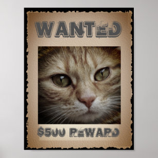 Funny Cat Wanted Poster