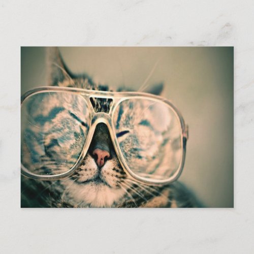 Funny cat wearing glasses postcard