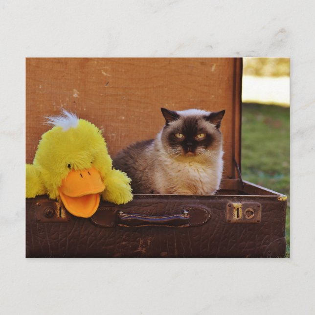 Funny Cat With A Duck In Suitcase Postcard (Front)