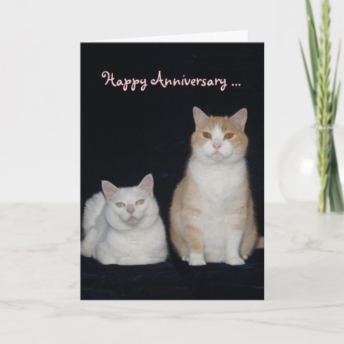 Funny Cats Anniversary Card