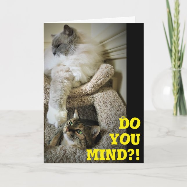 Funny Cats, card (Front)