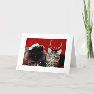 Funny Cats Christmas Humorous Xmas Holiday Card
