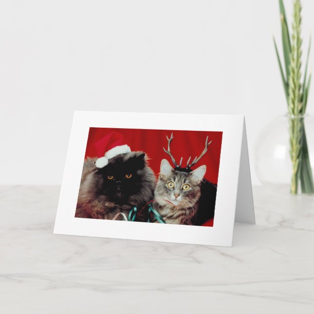 Funny Cats Christmas Humorous Xmas Holiday Card (Front)