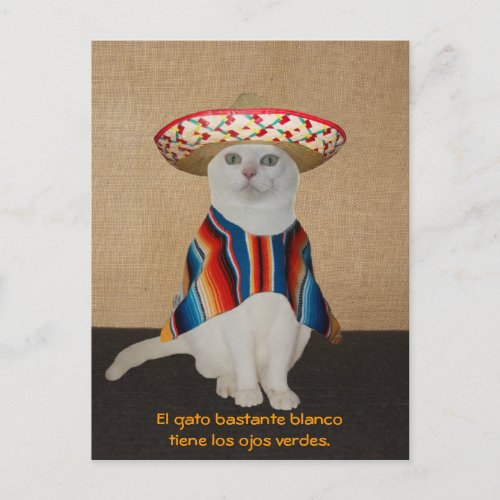 Funny Cats in Sombreros for Fun or Teaching Postcard