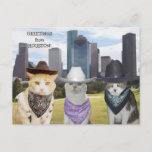 Funny Cats/kitties Greetings From Houston Postcard at Zazzle