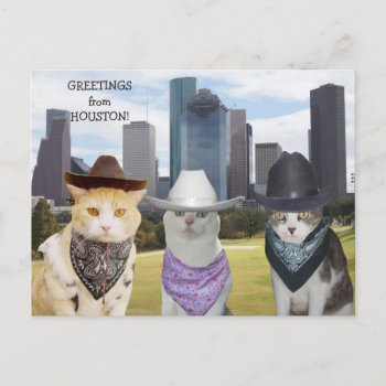 Funny Cats/kitties Greetings From Houston Postcard by myrtieshuman at Zazzle