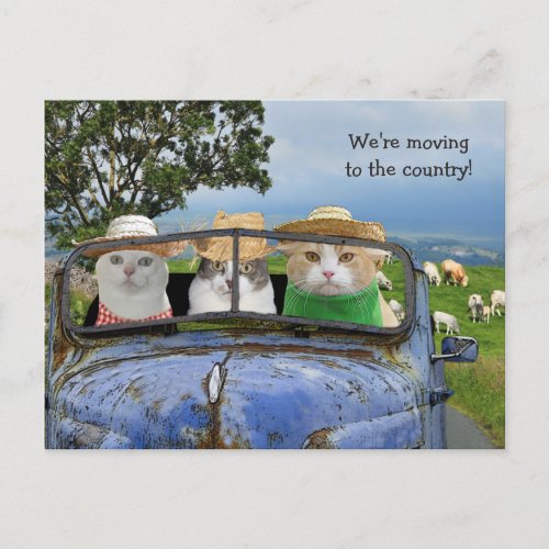Funny Cats Moving Postcard