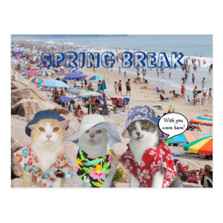 Funny Spring Break Cards | Zazzle