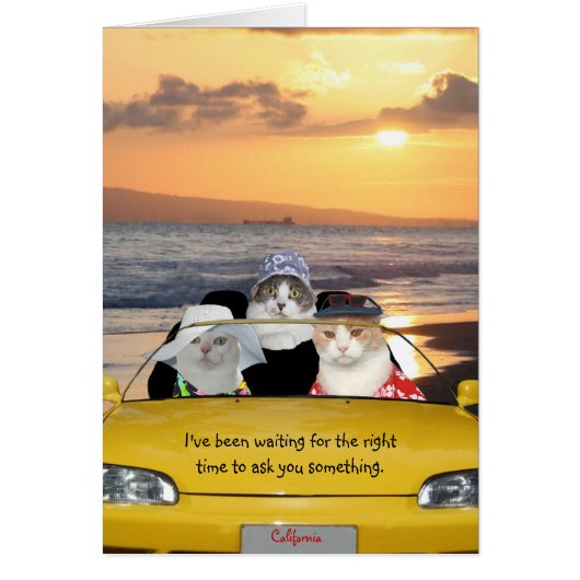 Funny Cats on the Beach on a Date Cards (Front)