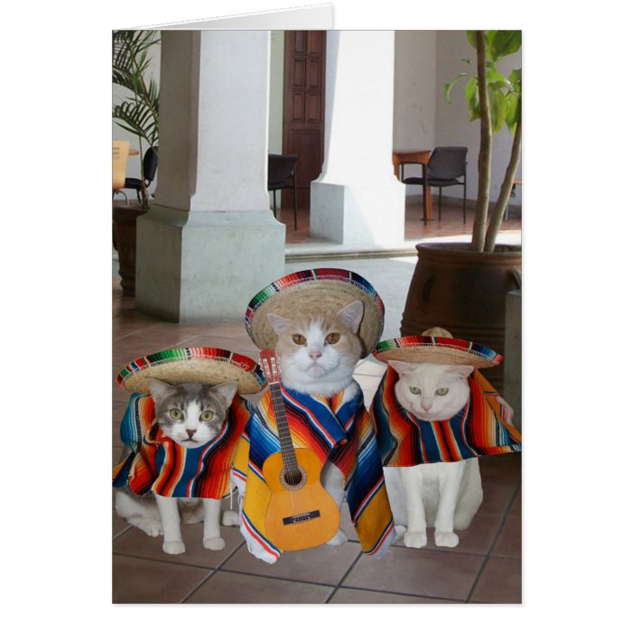 Funny Cats Spanish Birthday for anyone Greeting Cards