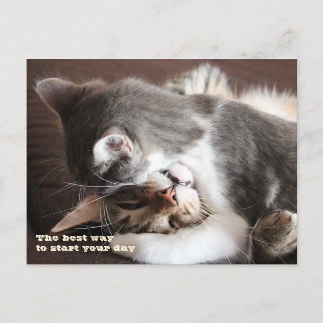 Funny Cats squeeze hug Postcard (Front)