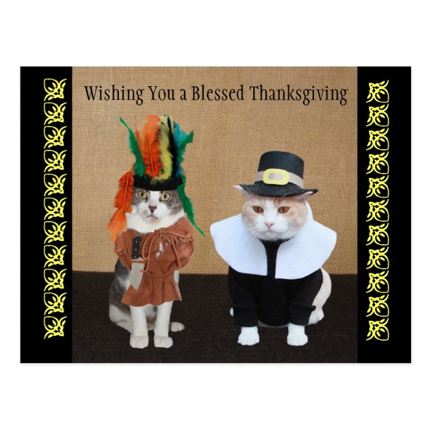 Funny Cats Thanksgiving Postcard