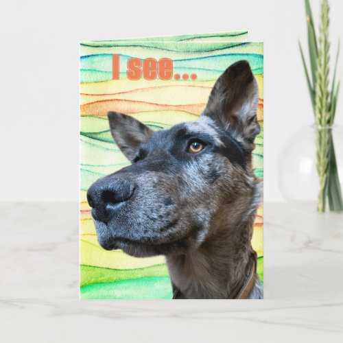 Funny Cattle Dog Head Photo Colorful Background Card