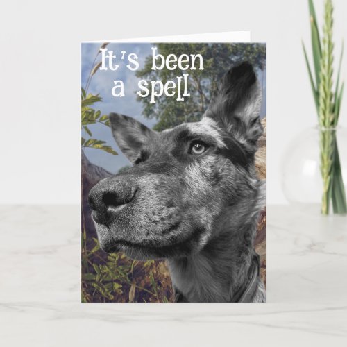 Funny Cattle Dog Head Photo Colorful Background Card