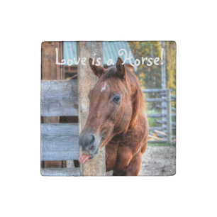 Funny Chestnut Horse Friend & Barn, Equine Photo Stone Magnet