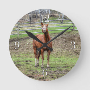 Funny Chestnut Stallion Horse Whinnying Photo Round Clock