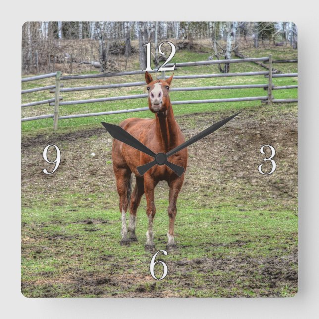 Funny Chestnut Stallion Horse Whinnying Photo Square Wall Clock (Front)