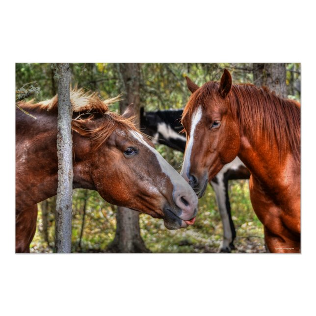 Funny Chestnut Stallion & Mare in a Forest Photo Poster (Front)