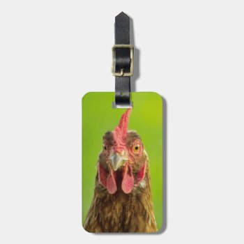 Funny Chicken - Address Luggage Tag by stdjura at Zazzle