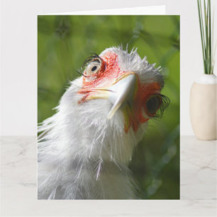 FUNNY CHICKEN BIRTHDAY GREETING CARD