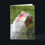 FUNNY CHICKEN MOTHER CLUCKER BIRTHDAY CARD<br><div class="desc">HAPPY BIRTHDAY MOTHER CLUCKER</div>