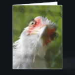 FUNNY CHICKEN MOTHER CLUCKER BIRTHDAY OVERSIZED CARD<br><div class="desc">HAPPY BIRTHDAY MOTHER CLUCKER</div>