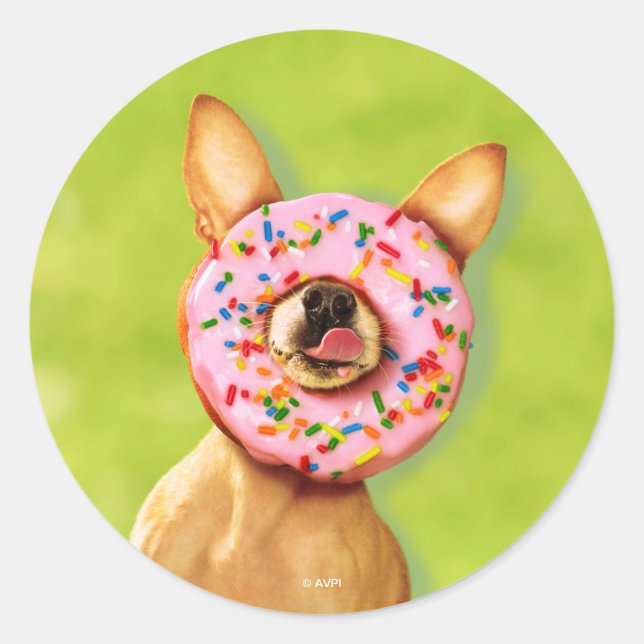 Funny Chihuahua Dog with Sprinkle Donut on Nose Classic Round Sticker (Front)