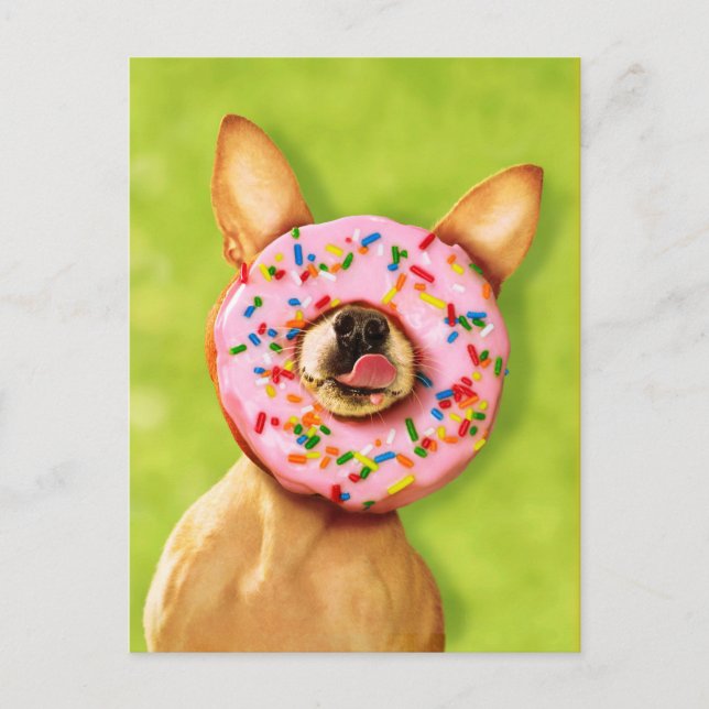 Funny Chihuahua Dog with Sprinkle Donut on Nose Postcard (Front)