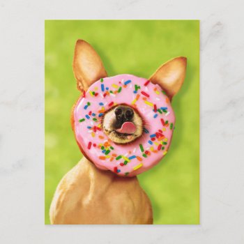 Funny Chihuahua Dog With Sprinkle Donut On Nose Postcard by AvantiPress at Zazzle
