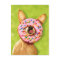 Funny Chihuahua Dog with Sprinkle Donut on Nose