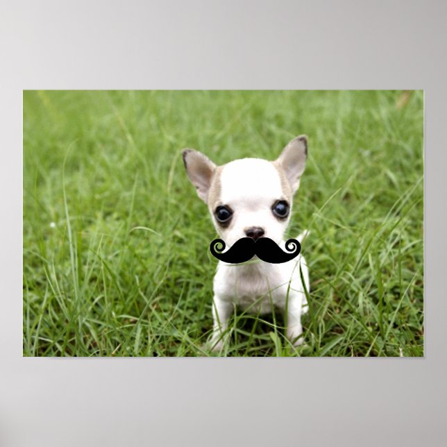 Funny Chihuahua Mustache Poster (Front)