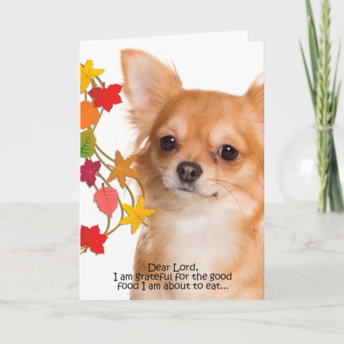 Funny Chihuahua Thanksgiving Card