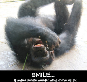 funny chimp posters photo prints zazzle