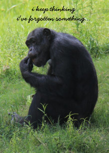funny chimp cards zazzle