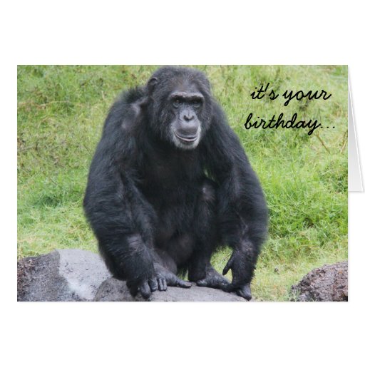 Funny Chimpanzee Birthday, wanna monkey around?! Greeting Card | Zazzle