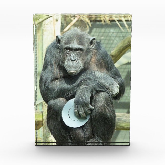 FUNNY CHIMPANZEE PHOTO BLOCK (Front)