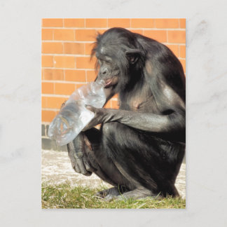  FUNNY CHIMPANZEE POSTCARD