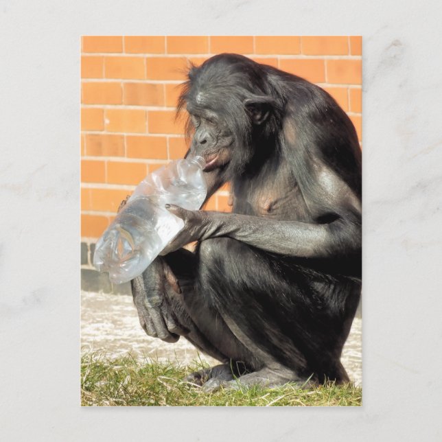  FUNNY CHIMPANZEE POSTCARD (Front)
