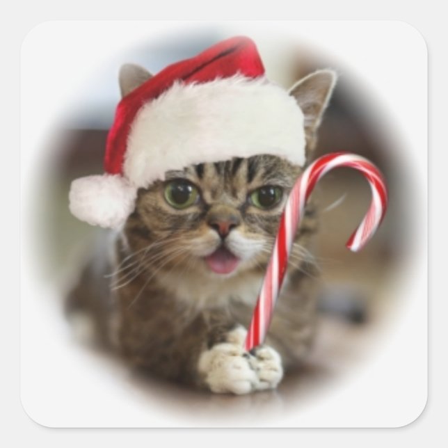 Funny Christmas Cat Square Sticker (Front)