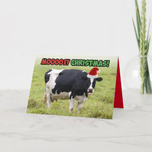 Funny Christmas Cow- Moooey Christmas Card