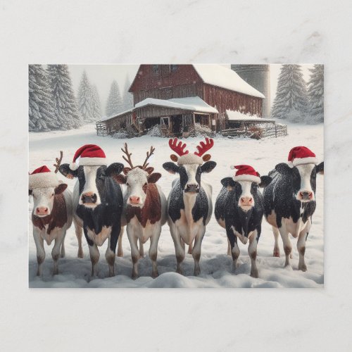 Funny Christmas Cows Postcard