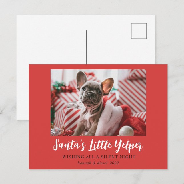 Funny Christmas Cute Pet Photo Red White Holiday Postcard (Front/Back)