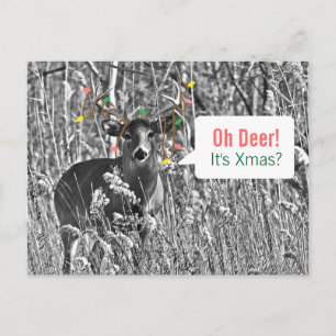 Funny Christmas - Deer with Christmas Lights Holiday Postcard