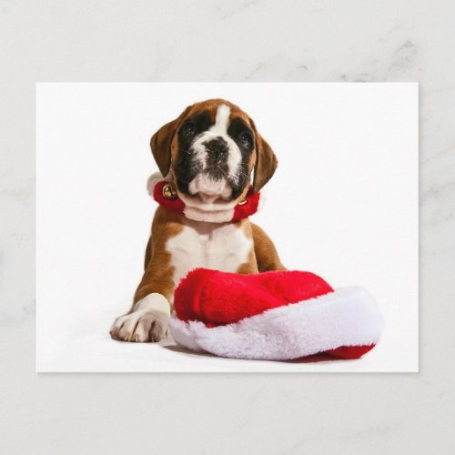 funny Christmas dog Boxer puppy Holiday Postcard