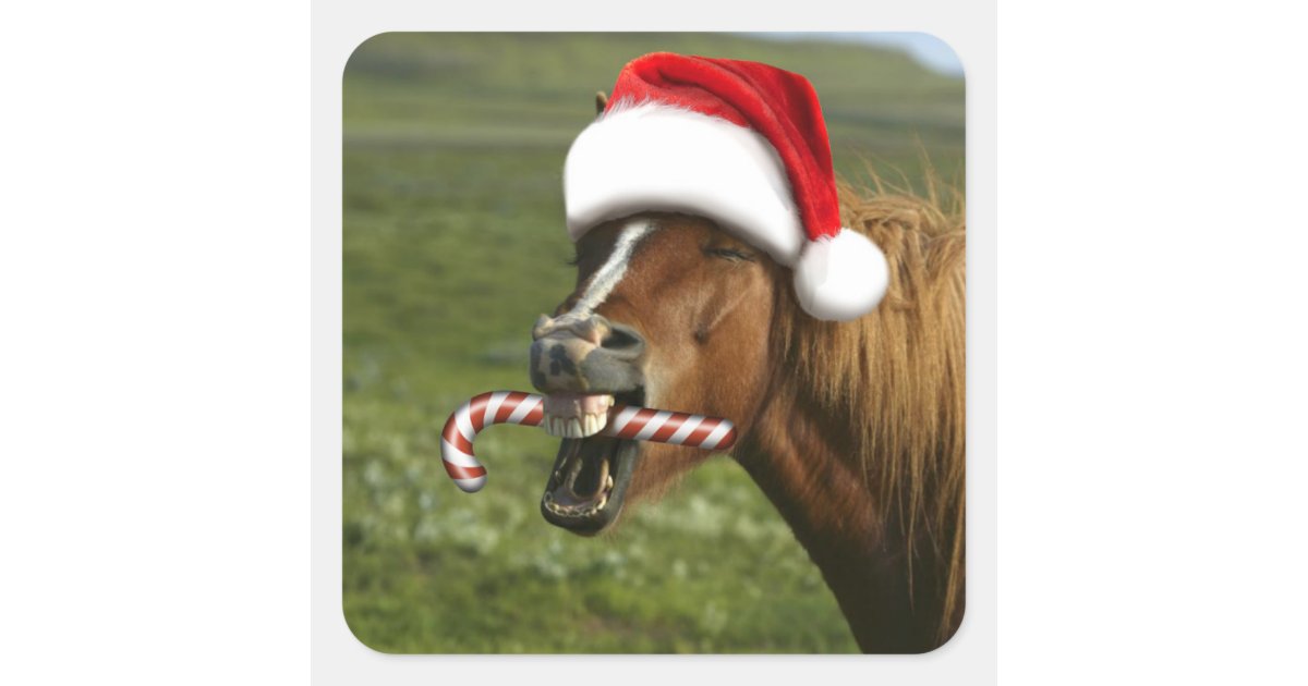 Funny Christmas horse with Santa hat smiling Square Sticker | Zazzle